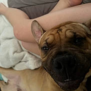 Winston is registered to the contest to win money with this photo: dog, canine, pet, closeup, face, smile, ears, nose, human_legs, blanket, couch, indoor, relaxed, fur, skin, resting, comfort, animal, domestic, companion