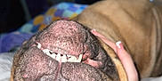 Winston is registered to the contest to win money with this photo: dog, pet, upside_down, smiling, teeth, nose, tattoo, hand, indoor, blanket, bed, closeup, playful, brown_dog, animal, cute, portrait, relaxed, canine, funny