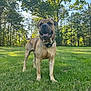 Winston joined the competition — help win amazing prizes! dog, canine, pet, outdoor, grass, lawn, tree, nature, sunlight, collar, animal, mammal, summer, daylight, standing, happy, tongue, ears, snout, park