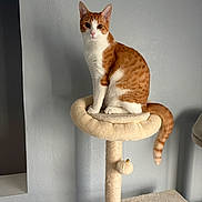Sassy is registered to the contest to win money with this photo: cat, orange_cat, white_cat, cat_tree, pet, feline, indoor, sitting, looking, tail, striped, fur, animal, playful, cute, domestic, resting, toy, home, furniture