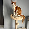cat, orange_cat, white_cat, cat_tree, pet, feline, indoor, sitting, looking, tail, striped, fur, animal, playful, cute, domestic, resting, toy, home, furniture