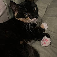 Cinnamon is registered to the contest to win money with this photo: cat, kitten, tortoiseshell, black_fur, orange_patches, pink_paw_pads, green_eyes, whiskers, ears, lying_down, relaxed, bed, bedding, indoor, pet, animal, close_up, portrait, soft_lighting, cute