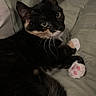 cat, kitten, tortoiseshell, black_fur, orange_patches, pink_paw_pads, green_eyes, whiskers, ears, lying_down, relaxed, bed, bedding, indoor, pet, animal, close_up, portrait, soft_lighting, cute