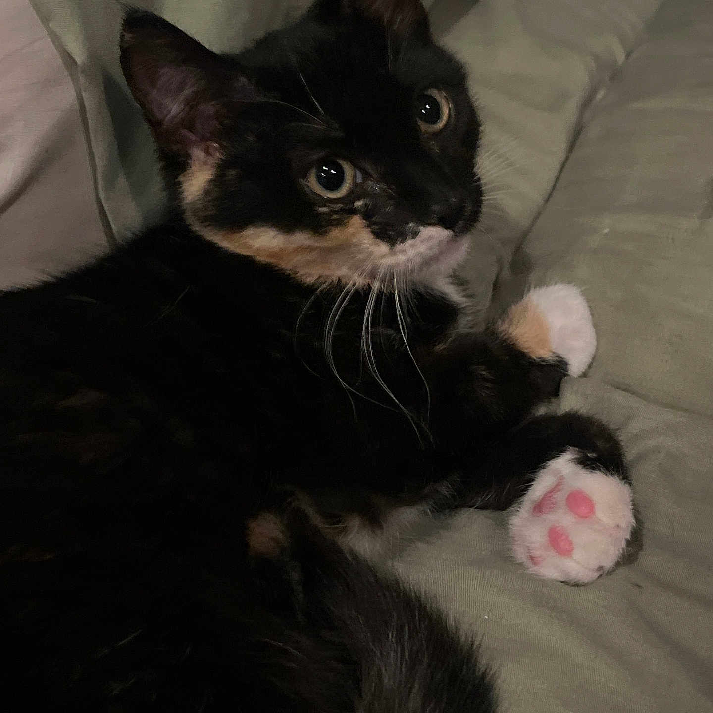Cinnamon