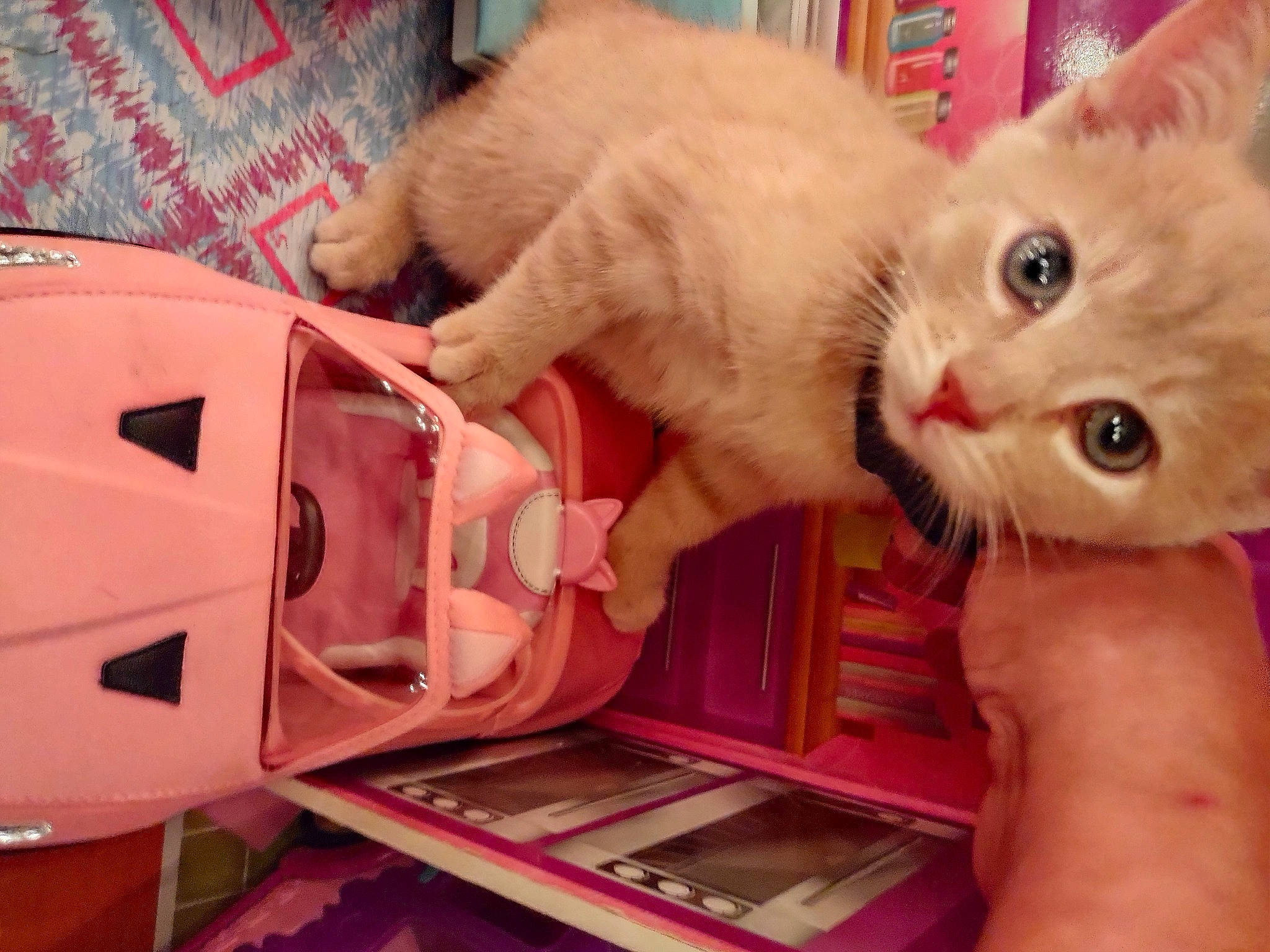 Princess joined the competition — help win amazing prizes! cardboard, carmine, carnivore, cat, claw, domestic_short_haired_cat, fawn, felidae, fur, gadget, head, lap, machine, nail, paw, personal_protective_equipment, small_to_medium_sized_cats, tail, toy, whiskers