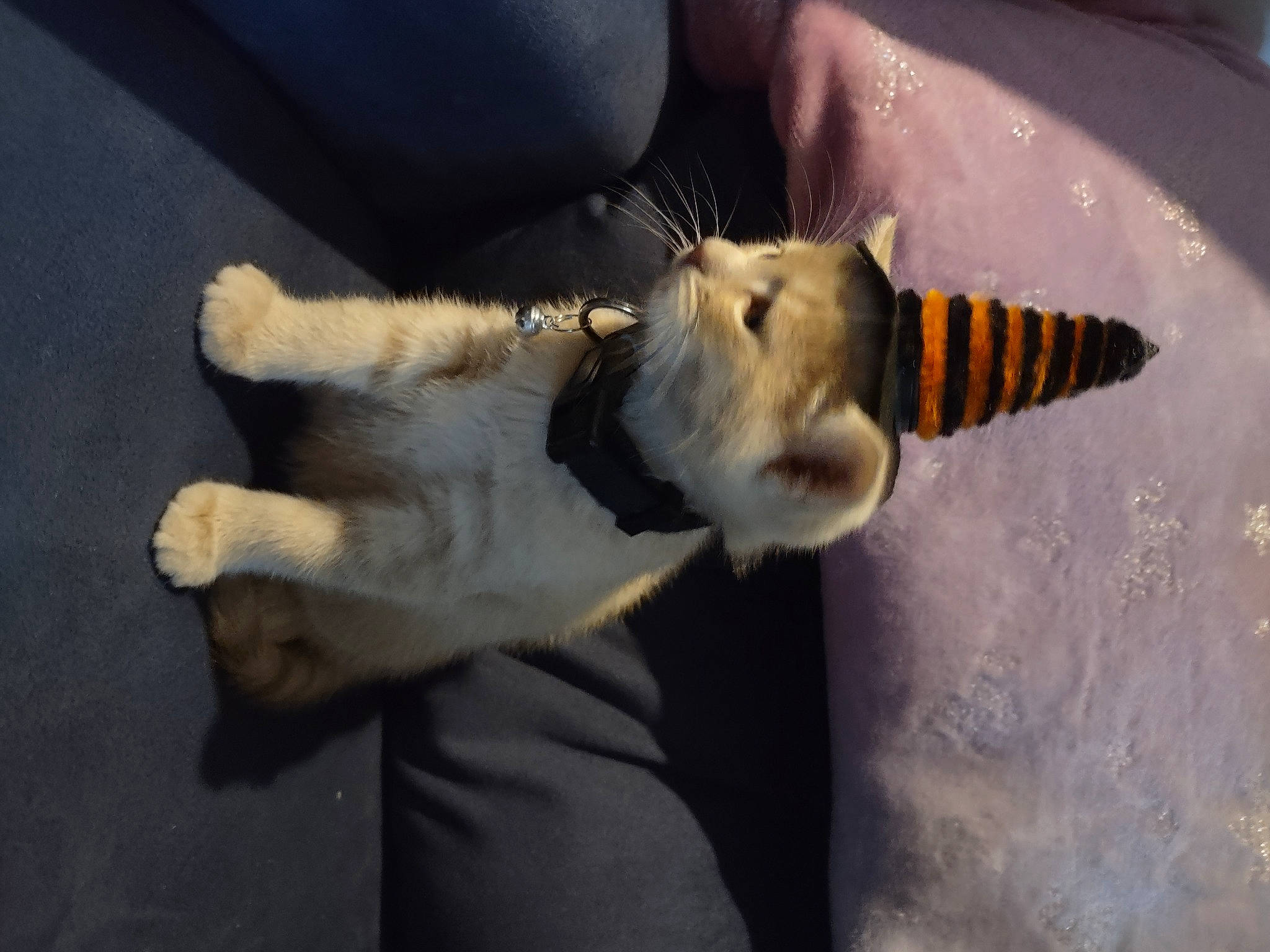 Princess is registered to the contest to win money with this photo: art, canidae, claw, companion_dog, dog_breed, feather, felidae, fur, fur_clothing, gesture, glove, paw, plush, small_to_medium_sized_cats, snout, stuffed_toy, tail, whiskers, wing