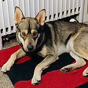 Sombra is registered to the contest to win money with this photo: alert, animal, brown_fur, canine, carpet, companion, cozy, dog, domestic, ears, floor, fur, home, indoor, looking, lying_down, mat, pet, radiator, resting