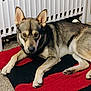 alert, animal, brown_fur, canine, carpet, companion, cozy, dog, domestic, ears, floor, fur, home, indoor, looking, lying_down, mat, pet, radiator, resting