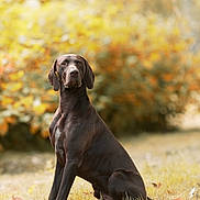 Tyson participe au concours pour gagner de l'argent avec cette photo : alert, animal, autumn, blurred_background, brown, calm, canine, dog, domestic_animal, fall_foliage, field, grass, leaf, mammal, nature, outdoor, pet, portrait, sitting, sunlight