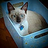 Wade joined the competition — help win amazing prizes! cat, siamese_cat, blue_eyes, pet, animal, indoor, basket, plastic_basket, blue, daisy_pattern, floor, fur, collar, tag, cute, domestic_animal, looking_at_camera, resting, household, closeup