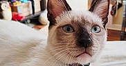 Wade is registered to the contest to win money with this photo: cat, siamese_cat, pet, indoor, blue_eyes, collar, whiskers, fur, close_up, domestic_animal, animal, face, ears, nose, bed, furniture, background, shelf, decor, bells