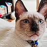 animal, background, bed, bells, blue_eyes, cat, close_up, collar, decor, domestic_animal, ears, face, fur, furniture, indoor, nose, pet, shelf, siamese_cat, whiskers