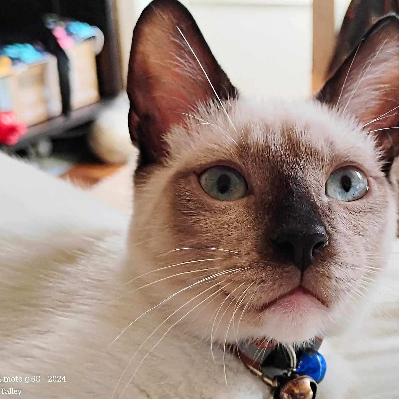 Wade is registered to the contest to win money with this photo: cat, siamese_cat, pet, indoor, blue_eyes, collar, whiskers, fur, close_up, domestic_animal, animal, face, ears, nose, bed, furniture, background, shelf, decor, bells