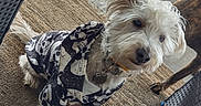 Elmo joined the competition — help win amazing prizes! dog, pet, hoodie, clothing, white_dog, indoor, carpet, furniture, garage, red_car, canine, animal, sitting, calm, collar, paw, tail, side_view, floor, companion