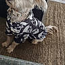 Elmo joined the competition — help win amazing prizes! dog, pet, animal, fur, shirt, black_and_white, curious, sitting, indoor, rug, furniture, cushion, collar, cute, small_dog, looking_up, domestic, companion, portrait, household