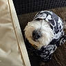 Elmo joined the competition — help win amazing prizes! dog, hoodie, skull_pattern, fluffy, white_fur, black_and_white, cushion, pillow, carpet, woven_basket, indoor, pet, cute, looking_up, furniture, cozy, texture, animal, small_dog, clothing