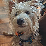 Elmo is registered to the contest to win money with this photo: dog, indoor, wooden_floor, pet, scruffy, fur, collar, curious, brown, white, closeup, animal, canine, household, snapshot, casual, portrait, looking_up, floor, technology