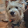 animal, brown, canine, casual, closeup, collar, curious, dog, floor, fur, household, indoor, looking_up, pet, portrait, scruffy, snapshot, technology, white, wooden_floor