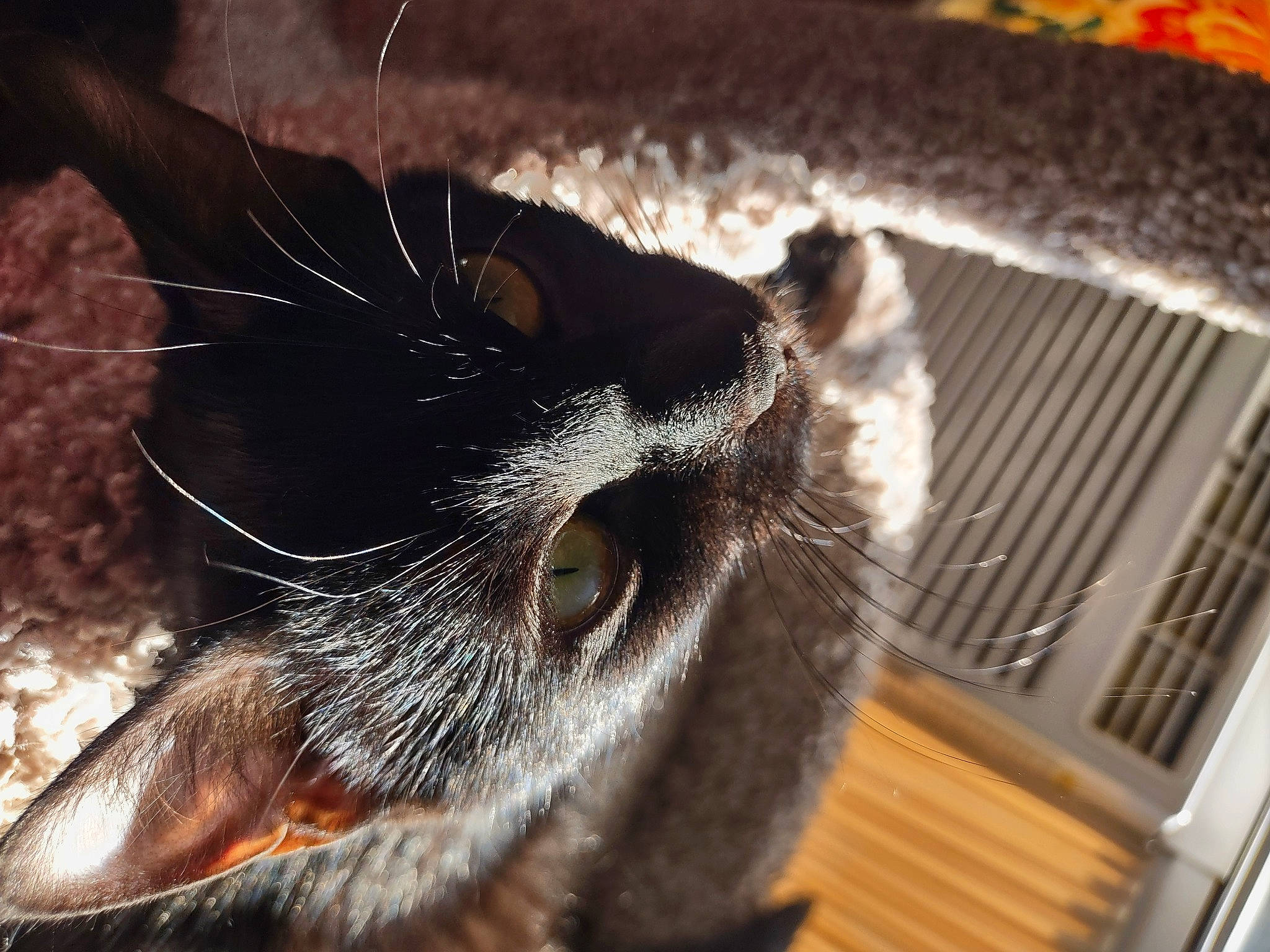 Dixie joined the competition — help win amazing prizes! animal_shelter, carnivore, cat, cat_supply, claw, comfort, domestic_short_haired_cat, ear, felidae, fur, hardwood, macro_photography, mammal, paw, pet_supply, small_to_medium_sized_cats, snout, whiskers, wood