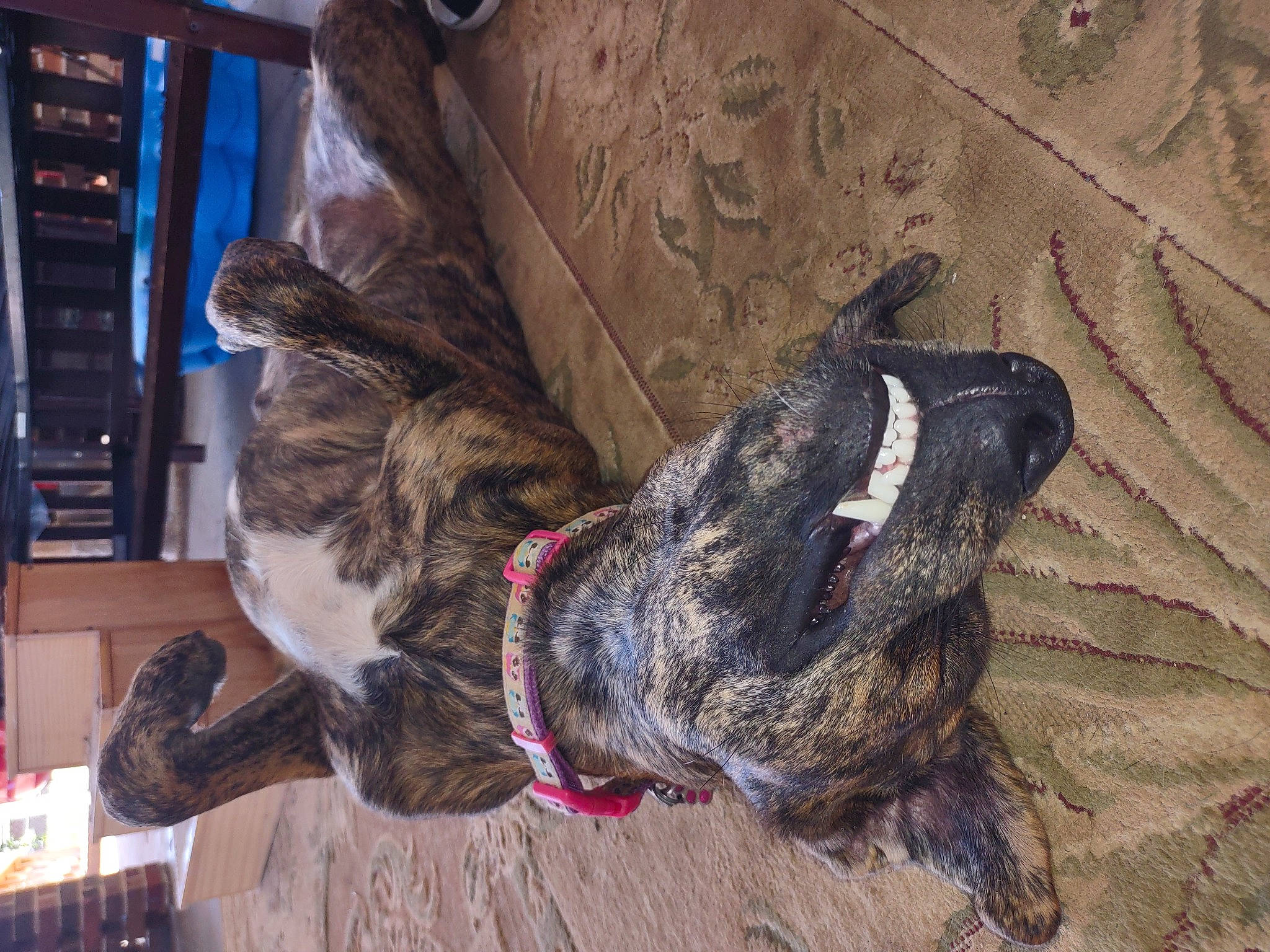 Ember is registered to the contest to win money with this photo: canidae, carnivore, collar, companion_dog, dog, dog_breed, dog_collar, domestic_short_haired_cat, fawn, felidae, fur, guard_dog, leash, liver, schnauzer, small_to_medium_sized_cats, snout, sporting_group, tail, working_animal