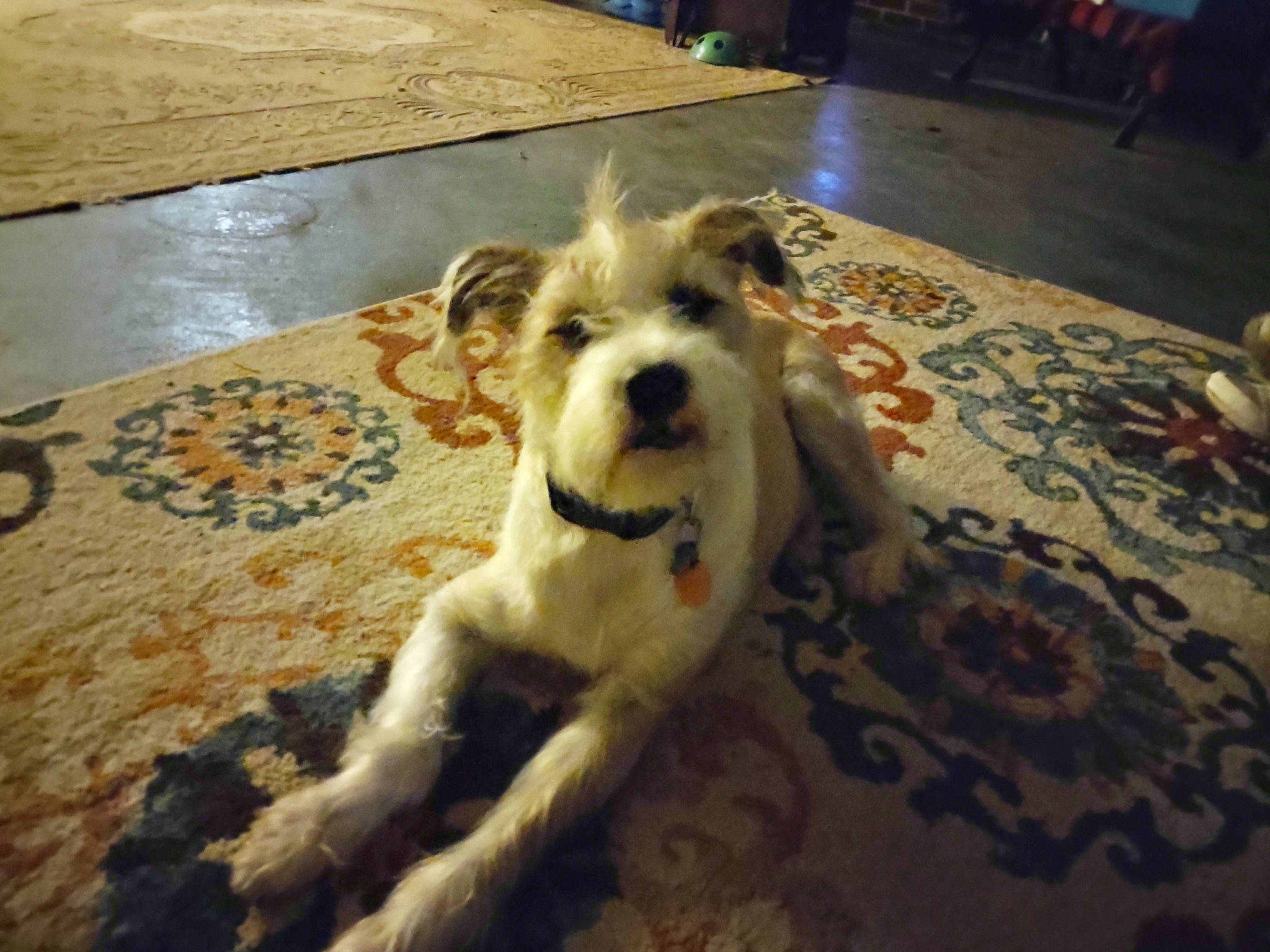 Arby joined the competition — help win amazing prizes! carnivore, cockapoo, companion_dog, dog, dog_breed, floor, flooring, fur, hardwood, labradoodle, paw, schnauzer, small_terrier, tail, terrier, toy_dog, welsh_terrier, wire_hair_fox_terrier, wood, working_animal