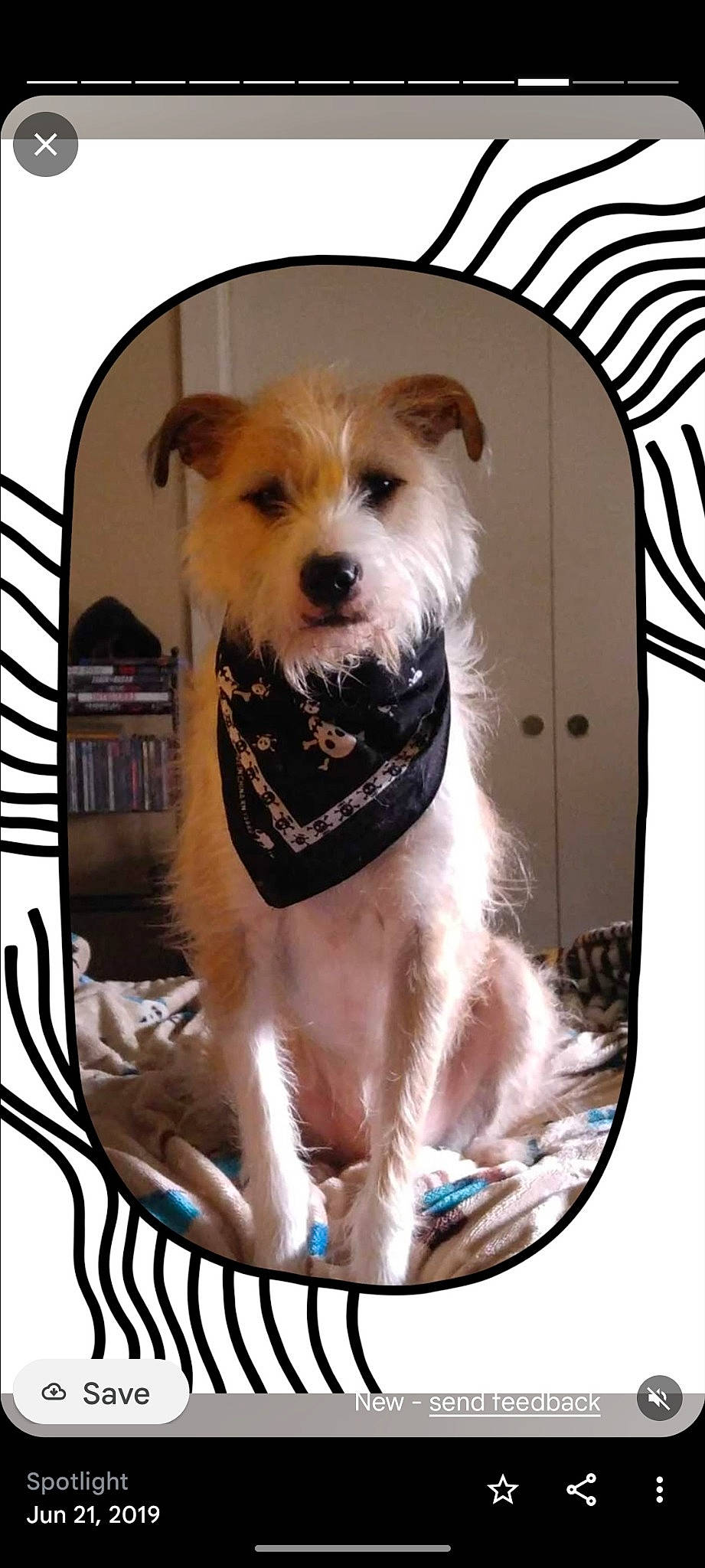 Arby joined the competition — help win amazing prizes! ancient_dog_breeds, art, canidae, carnivore, collar, companion_dog, dog, dog_breed, dog_supply, font, fur, paw, pet_supply, picture_frame, rectangle, sporting_group, stairs, toy_dog, whiskers, working_animal