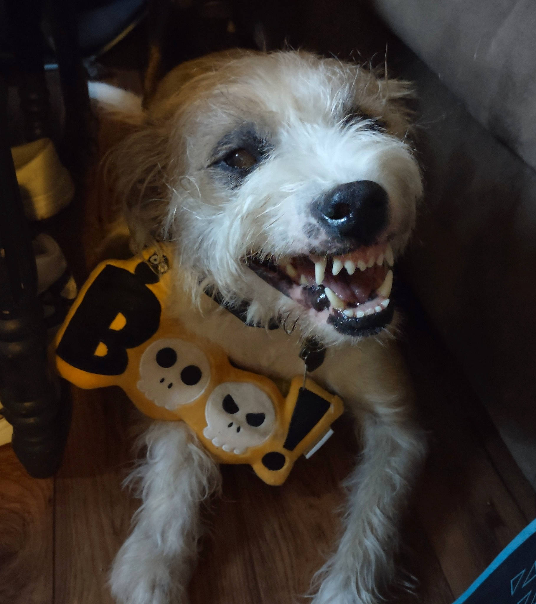 Arby is registered to the contest to win money with this photo: canidae, carnivore, collar, companion_dog, dog, dog_breed, dog_collar, dog_supply, eyewear, fashion_accessory, fur, head, pet_supply, small_terrier, snout, sporting_group, terrier, toy_dog, whiskers, working_animal