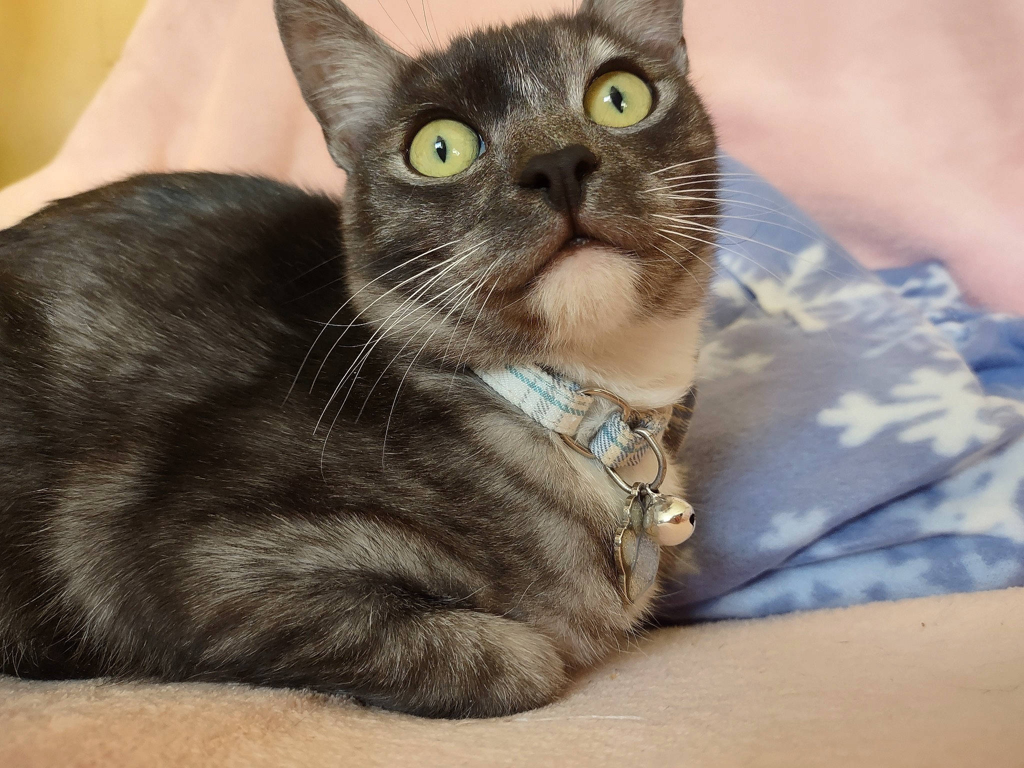 Frank joined the competition — help win amazing prizes! carnivore, cat, cat_supply, collar, comfort, domestic_short_haired_cat, fashion_accessory, felidae, fur, paw, pet_supply, small_to_medium_sized_cats, whiskers