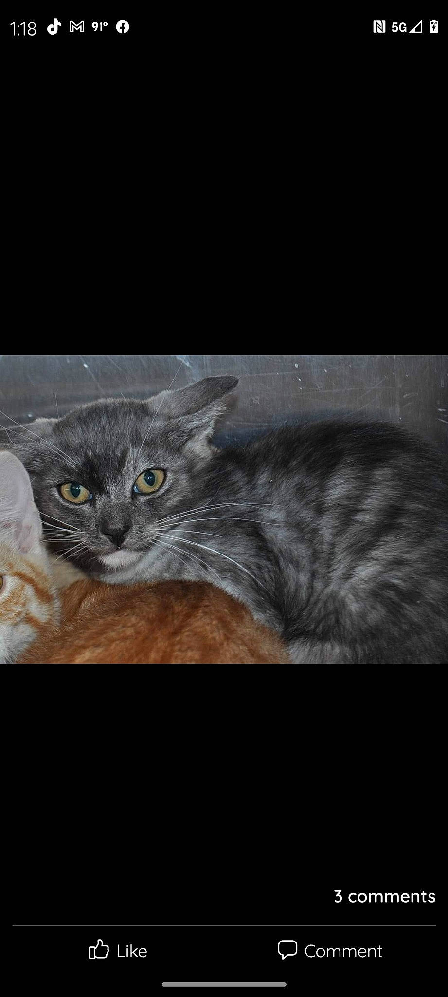 Frank joined the competition — help win amazing prizes! art, carnivore, cat, domestic_short_haired_cat, eye, felidae, fur, grey, illustration, paw, photo_caption, russian_blue, small_to_medium_sized_cats, snout, tail, terrestrial_animal, whiskers, wildlife, window