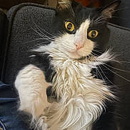 Mr. Cuddles is registered to the contest to win money with this photo: cat, tuxedo_cat, long_hair, whiskers, yellow_eyes, paw, fluffy_fur, pink_nose, close_up, portrait, indoor, pet, feline, curious, alert, lounging, couch, upholstery, black_and_white, home