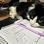 cat, black_and_white_cat, yellow_eyes, whiskers, paw, pen, purple_pen, paper, homework, notebook, spiral_notebook, desk, table, close_up, indoor, living_room, relaxed, study_session, fur, pet