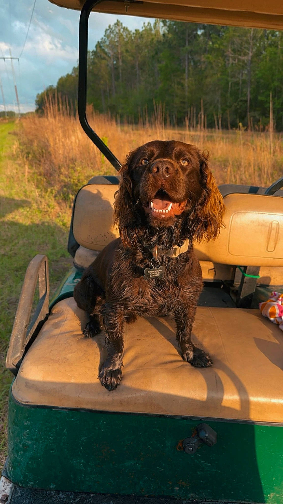 Drako joined the competition — help win amazing prizes! automotive_exterior, canidae, carnivore, cloud, companion_dog, dog, dog_breed, fawn, fur, gun_dog, liver, motor_vehicle, plant, sky, spaniel, sporting_group, tree, vehicle, vehicle_door, wheel