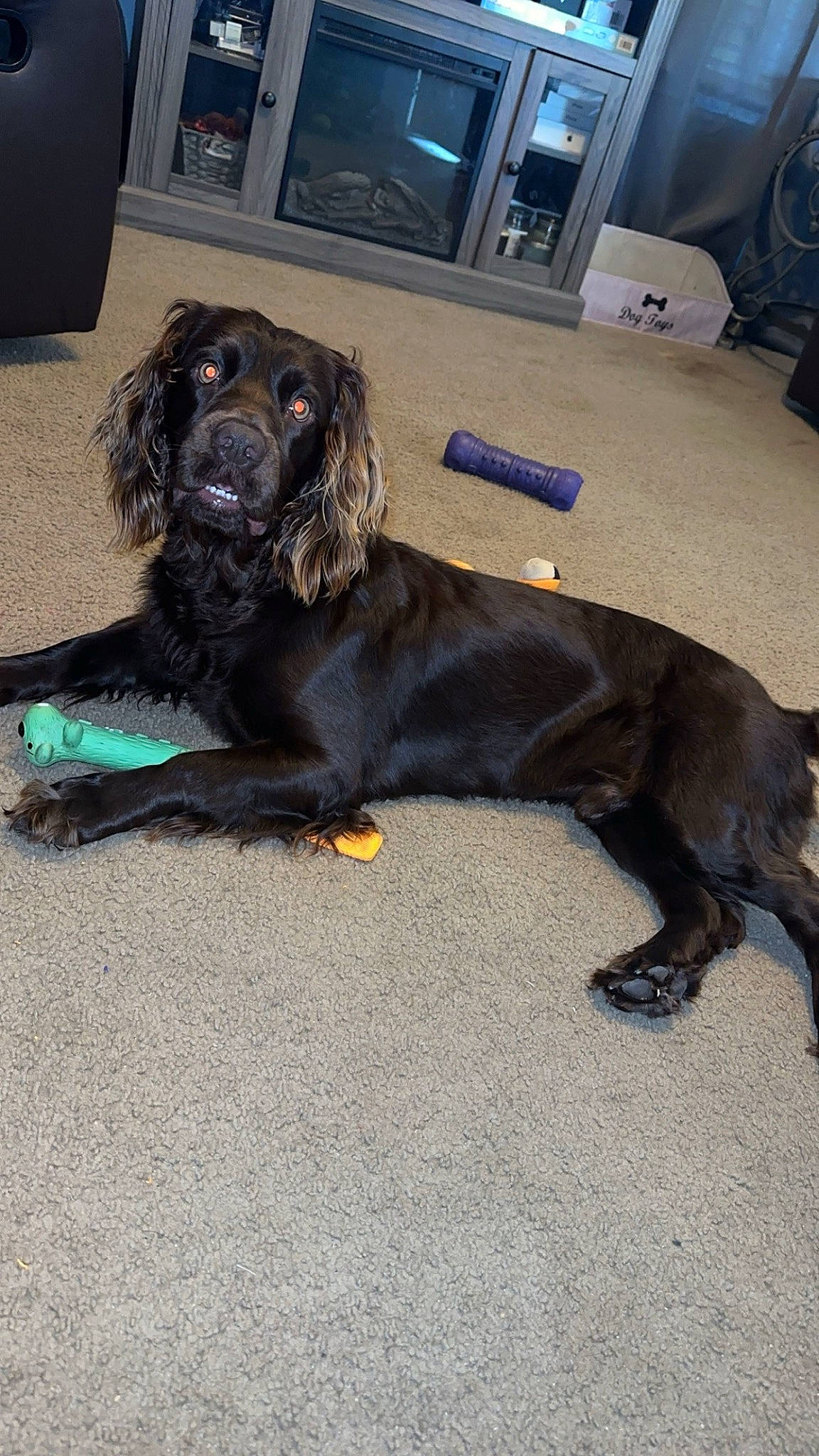 Drako joined the competition — help win amazing prizes! borador, canidae, carnivore, collar, companion_dog, dog, dog_breed, dog_collar, dog_supply, fawn, flooring, fur, gun_dog, leash, liver, paw, snout, sporting_group, tail, working_animal