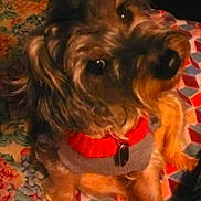 Lilly Anderson is registered to the contest to win money with this photo: dog, small_dog, curly_fur, red_sweater, gray_sweater, pet, indoor, blanket, patterned_blanket, colorful, geometric_pattern, floral_pattern, cozy, cute, looking_up, animal, fur, domestic_animal, companion, warm_lighting