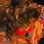 dog, small_dog, curly_fur, red_sweater, gray_sweater, pet, indoor, blanket, patterned_blanket, colorful, geometric_pattern, floral_pattern, cozy, cute, looking_up, animal, fur, domestic_animal, companion, warm_lighting