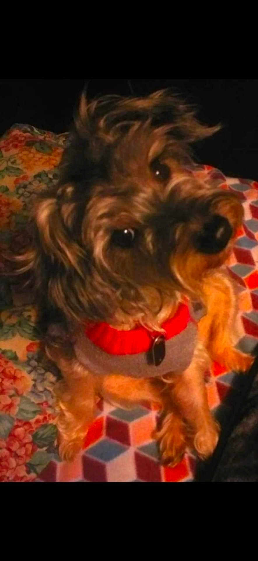 Lilly Anderson is registered to the contest to win money with this photo: dog, small_dog, curly_fur, red_sweater, gray_sweater, pet, indoor, blanket, patterned_blanket, colorful, geometric_pattern, floral_pattern, cozy, cute, looking_up, animal, fur, domestic_animal, companion, warm_lighting