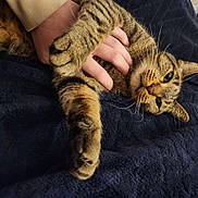 Junior is registered to the contest to win money with this photo: cat, tabby, pet, hand, paws, whiskers, blanket, relaxed, fur, animal, domestic, cozy, indoor, cute, resting, comfort, closeup, mammal, feline, soft