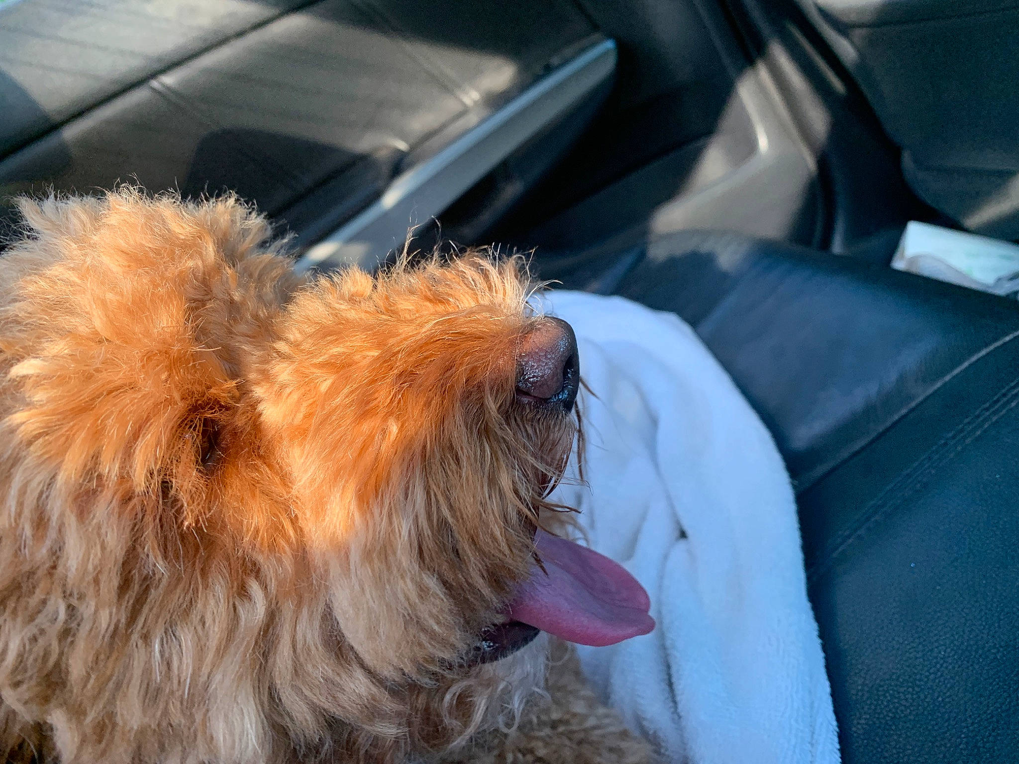 Derby joined the competition — help win amazing prizes! australian_terrier, cairn_terrier, canidae, carnivore, companion_dog, dog, dog_breed, dutch_smoushond, glen_of_imaal_terrier, irish_soft_coated_wheaten_terrier, mammal, norfolk_terrier, norwich_terrier, rare_breed_dog, small_terrier, snout, sporting_group, sporting_lucas_terrier, terrier, vertebrate