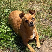 Tinky joined the competition — help win amazing prizes! animal, brown_dog, canine, curious, daylight, dog, ears, face, fur, grass, ground, looking, lying_down, mammal, nature, outdoor, paw, pet, small_dog, sunlight