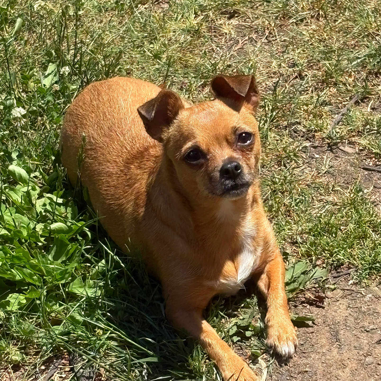 Tinky