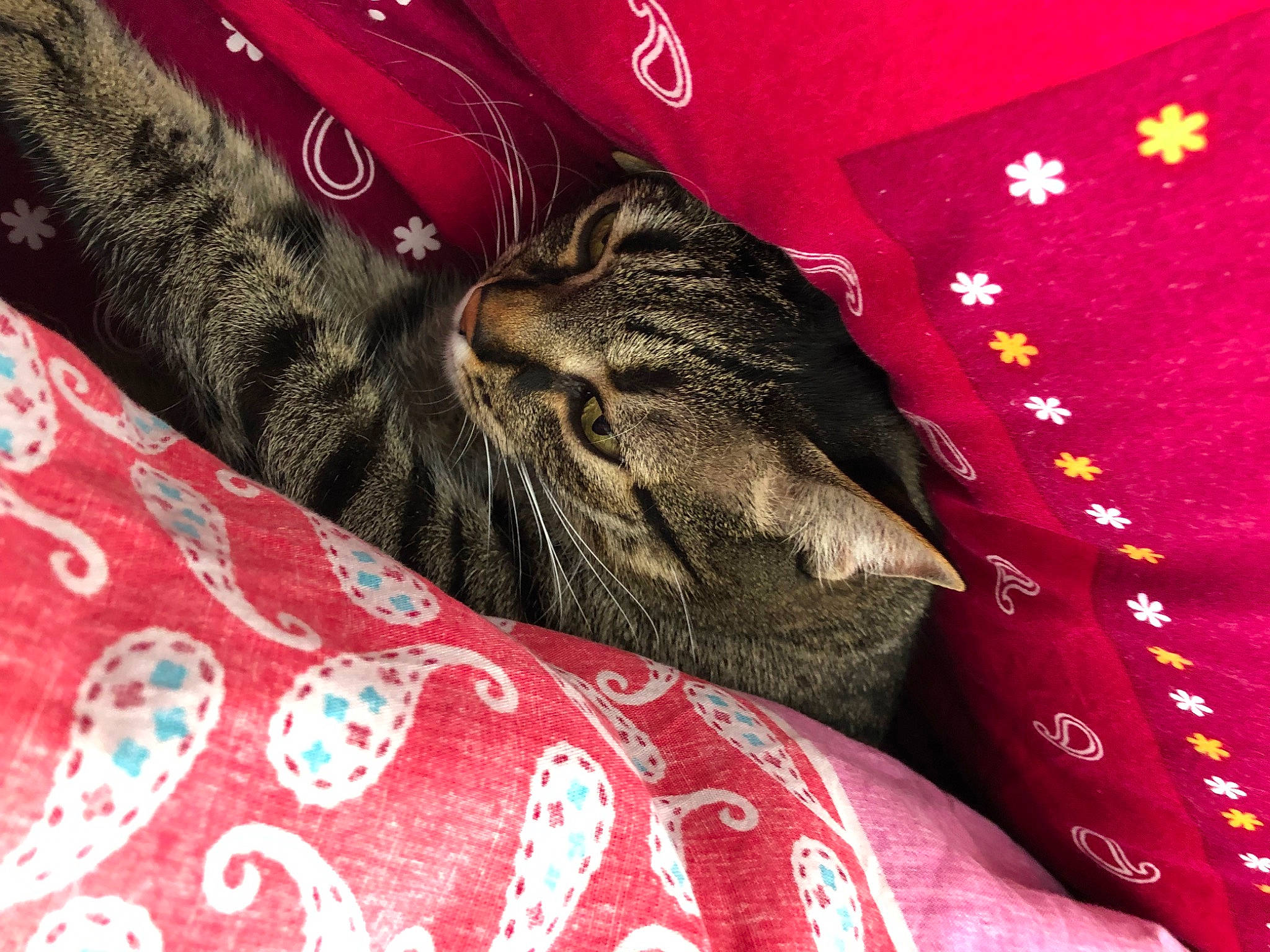 Cali a rejoint le concours — aidez-le/la à gagner de superbes lots ! bedding, carmine, carnivore, cat, claw, comfort, domestic_short_haired_cat, felidae, fur, human_leg, linens, magenta, nail, nap, pattern, pink, small_to_medium_sized_cats, terrestrial_animal, whiskers