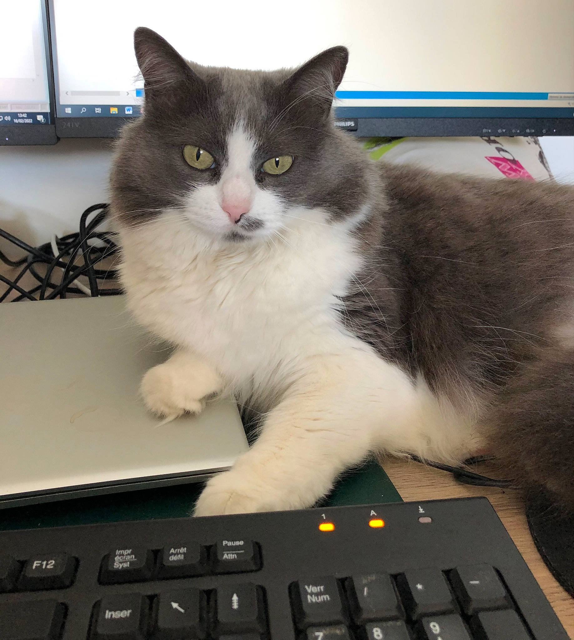 Cali a rejoint le concours — aidez-le/la à gagner de superbes lots ! carnivore, cat, comfort, computer, computer_keyboard, domestic_short_haired_cat, felidae, fur, gadget, input_device, lap, laptop, output_device, paw, peripheral, personal_computer, small_to_medium_sized_cats, snout, tail, whiskers