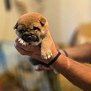 Ulysse a rejoint le concours — aidez-le/la à gagner de superbes lots ! adorable, animal, blurred_background, brown, companion, cute, dog, domestic, fur, hand, holding, indoor, mammal, paws, pet, puppy, sleepy, soft_light, tiny, young