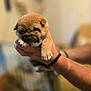 adorable, animal, blurred_background, brown, companion, cute, dog, domestic, fur, hand, holding, indoor, mammal, paws, pet, puppy, sleepy, soft_light, tiny, young