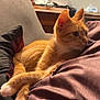 Cersei joined the competition — help win amazing prizes! animal, cat, comfort, couch, cozy, crossed_paws, cute, domestic_animal, fur, furniture, indoor, living_room, mammal, orange_tabby, pet, pillow, relaxed, resting, soft_lighting, whiskers