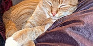 Cersei is registered to the contest to win money with this photo: blanket, cat, closeup, couch, cozy, cute, domestic_cat, ears, fur, furniture, home, indoor, orange_tabby, paw, pet, purple_blanket, relaxed, resting, sleeping, whiskers