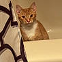 Cersei is registered to the contest to win money with this photo: animal, bathroom, bathtub, cat, companion, curious, cute, domestic_cat, ears, feline, fur, indoor, looking_at_camera, orange_cat, pet, shower_curtain, sitting, tile_wall, whiskers, white_chest