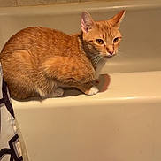 Cersei joined the competition — help win amazing prizes! animal, bathroom, bathtub, cat, curious, ears, feline, floor_mat, fur, indoor, looking, orange_tabby, pet, quiet, shower_curtain, side_view, still, tile_wall, whiskers, white_paws