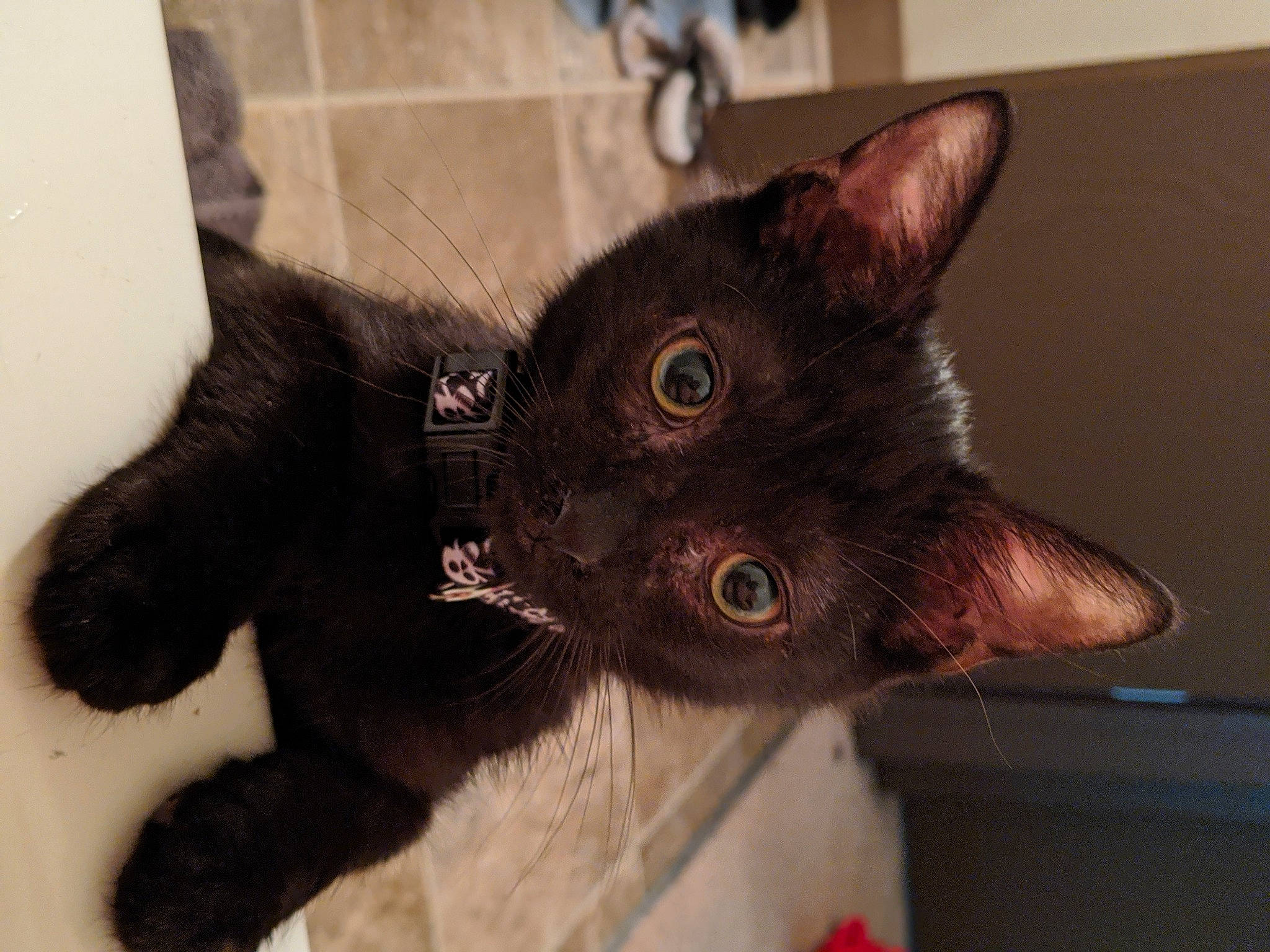 Ambrose joined the competition — help win amazing prizes! asian, black_cat, bombay, burmese, carnivore, cat, domestic_short_haired_cat, ear, eye, felidae, german_rex, havana_brown, iris, korat, mammal, rex_cat, small_to_medium_sized_cats, snout, vertebrate, whiskers