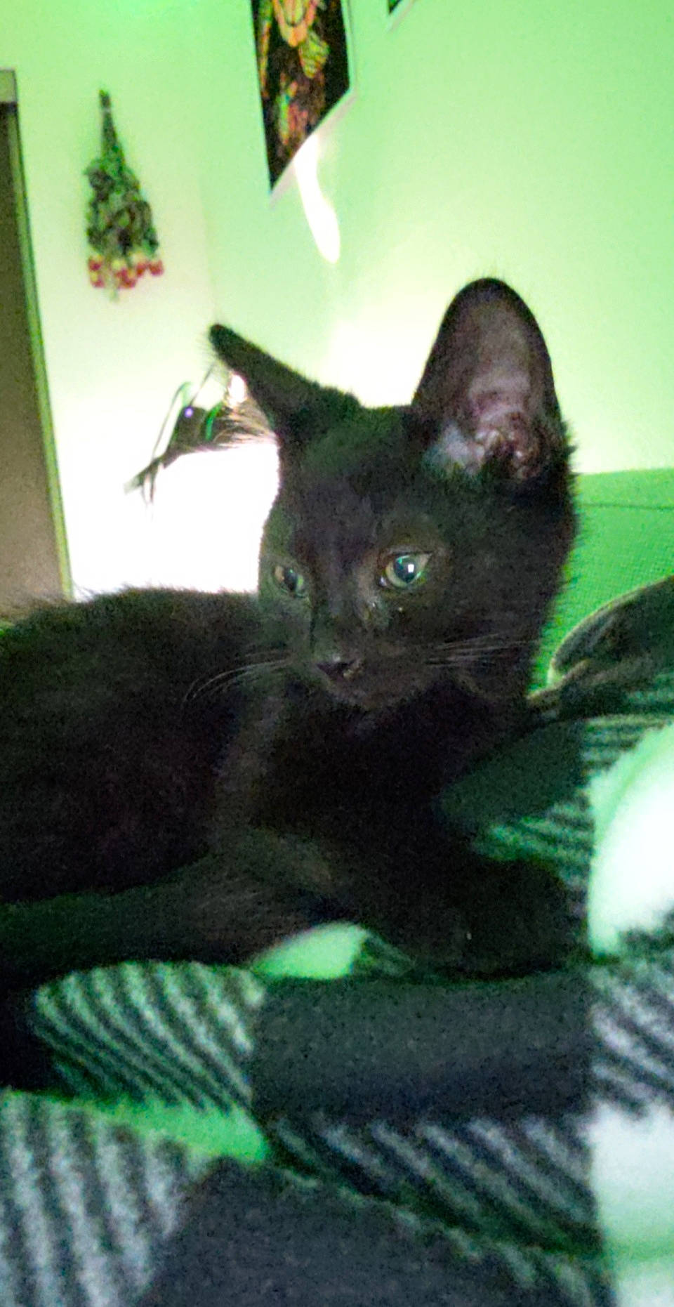 Ambrose joined the competition — help win amazing prizes! asian, black_cat, bombay, burmese, carnivore, cat, felidae, german_rex, havana_brown, javanese, kitten, korat, mammal, oriental_longhair, oriental_shorthair, rex_cat, small_to_medium_sized_cats, vertebrate, whiskers